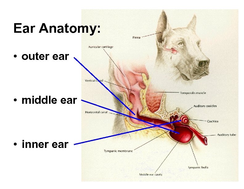 Ear Anatomy: • outer ear • middle ear • inner ear 