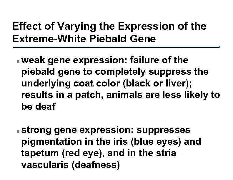 Effect of Varying the Expression of the Extreme-White Piebald Gene n n weak gene