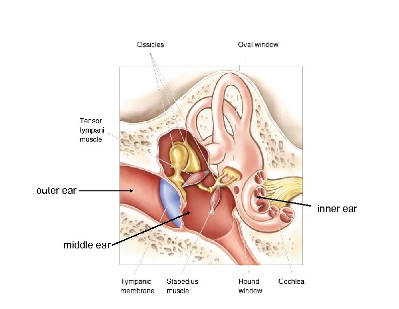 outer ear inner ear middle ear 