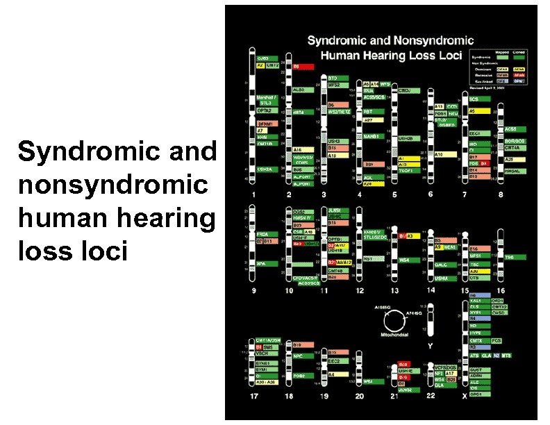 Syndromic and nonsyndromic human hearing loss loci 