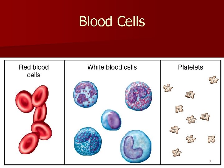 Blood Cells 10 