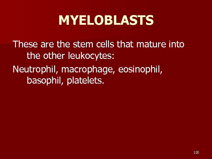 MYELOBLASTS These are the stem cells that mature into the other leukocytes: Neutrophil, macrophage,