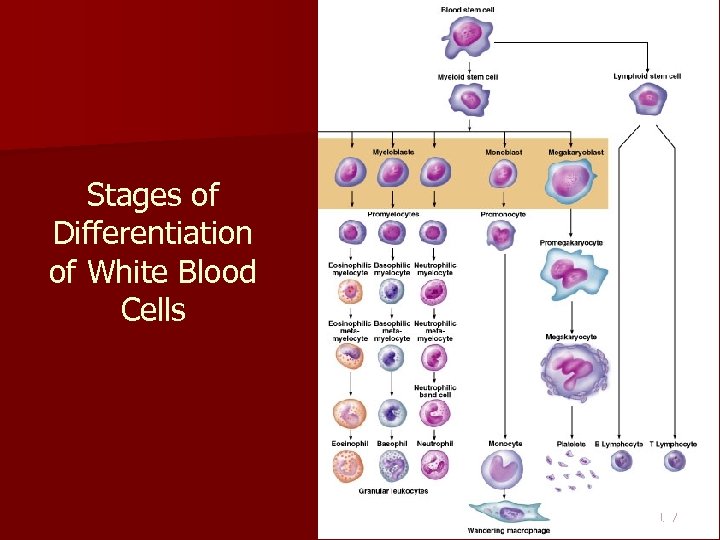 Stages of Differentiation of White Blood Cells Figure 107 17. 9 