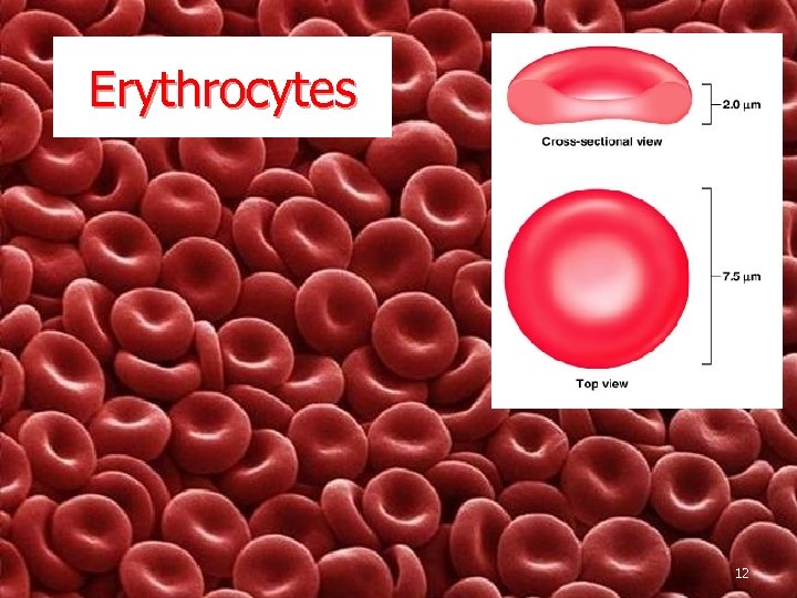 Erythrocytes 12 
