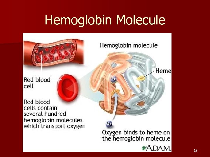 Hemoglobin Molecule 13 