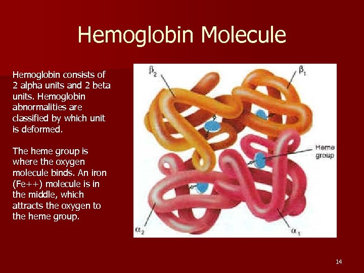 Hemoglobin Molecule Hemoglobin consists of 2 alpha units and 2 beta units. Hemoglobin abnormalities