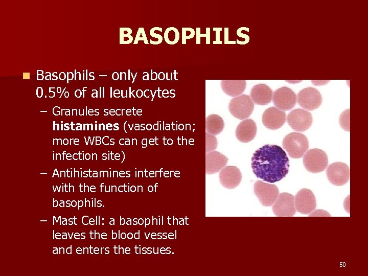 BASOPHILS n Basophils – only about 0. 5% of all leukocytes – Granules secrete