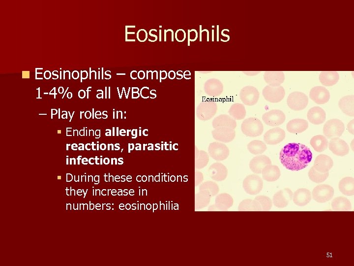 Eosinophils n Eosinophils – compose 1 -4% of all WBCs – Play roles in: