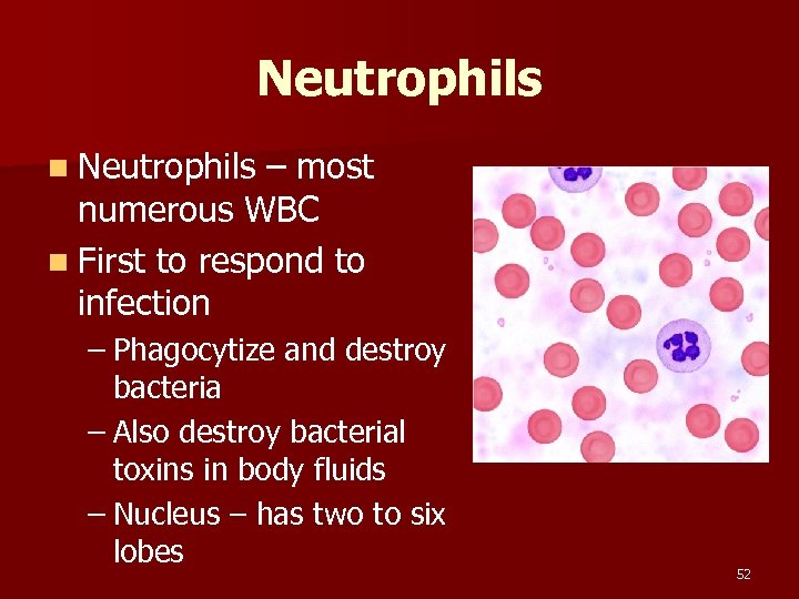 Neutrophils n Neutrophils – most numerous WBC n First to respond to infection –