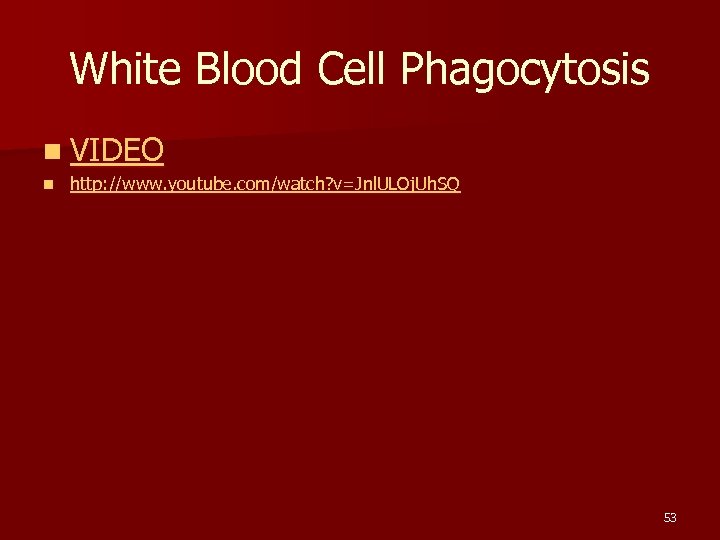 White Blood Cell Phagocytosis n VIDEO n http: //www. youtube. com/watch? v=Jnl. ULOj. Uh.