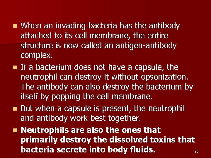 n n When an invading bacteria has the antibody attached to its cell membrane,