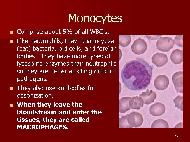Monocytes Comprise about 5% of all WBC’s. n Like neutrophils, they phagocytize (eat) bacteria,