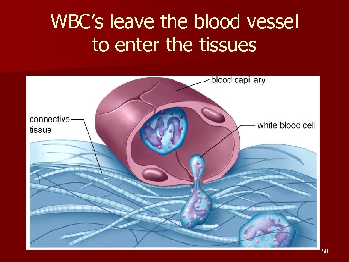 WBC’s leave the blood vessel to enter the tissues 58 