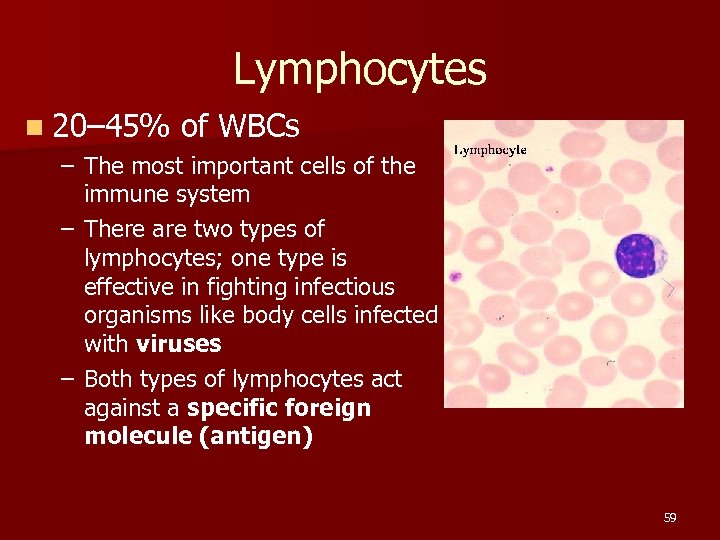 Lymphocytes n 20– 45% of WBCs – The most important cells of the immune