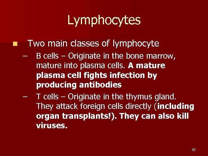 Lymphocytes n Two main classes of lymphocyte – – B cells – Originate in