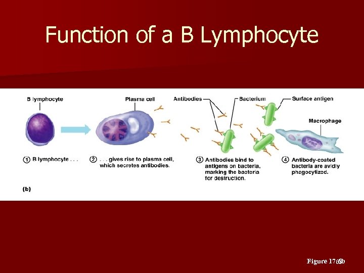Function of a B Lymphocyte Figure 17. 6 b 63 