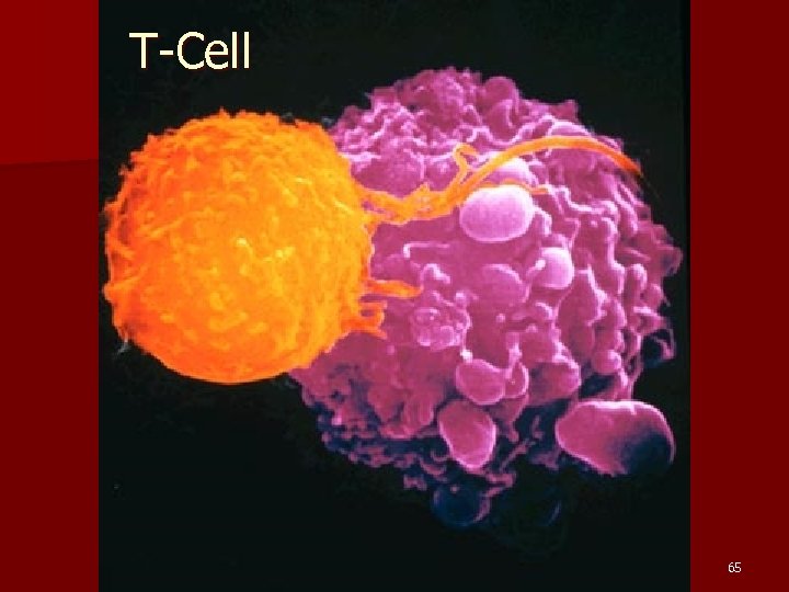 T-Cell 65 