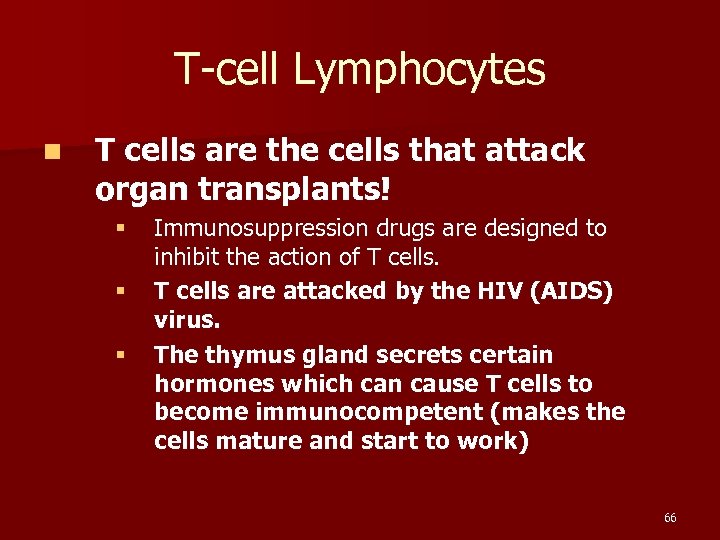 T-cell Lymphocytes n T cells are the cells that attack organ transplants! § §