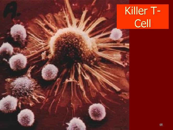 Killer TCell 68 