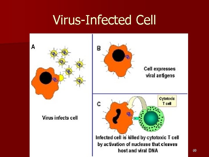 Virus-Infected Cell 69 