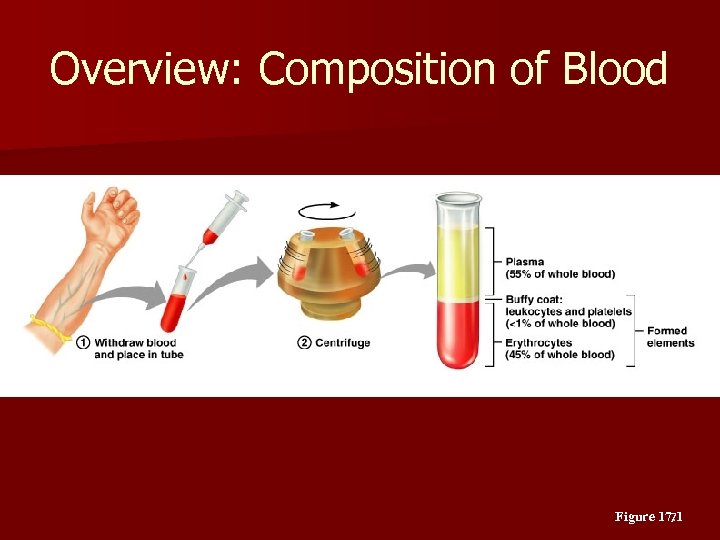 Overview: Composition of Blood Figure 17. 1 7 