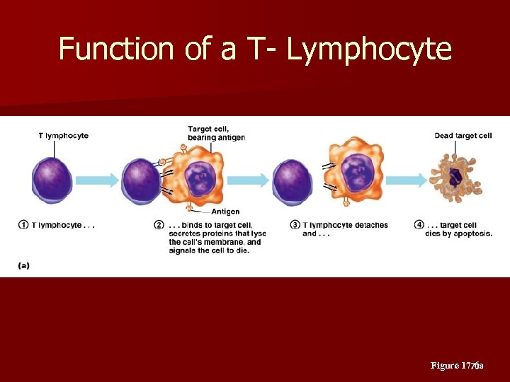 Function of a T- Lymphocyte Figure 17. 6 a 70 