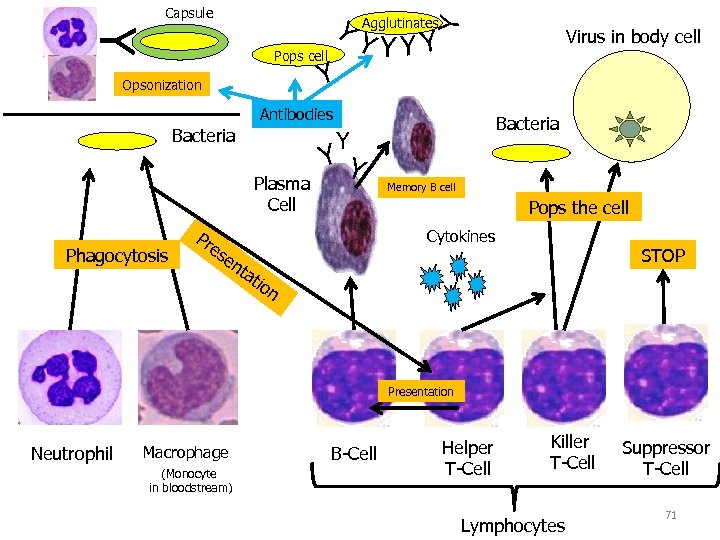 Y Y Pops cell Y Opsonization YY Virus in body cell Bacteria Y Plasma