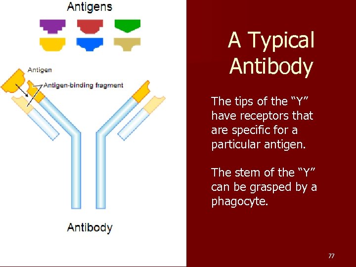 A Typical Antibody The tips of the “Y” have receptors that are specific for