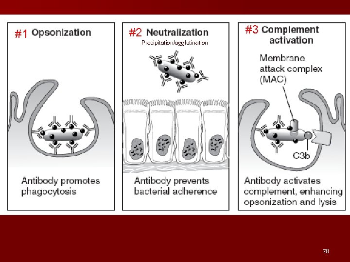 #1 #2 #3 Precipitation/agglutination 78 
