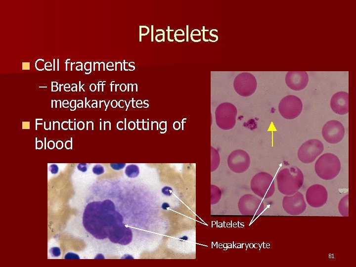 Platelets n Cell fragments – Break off from megakaryocytes n Function blood in clotting