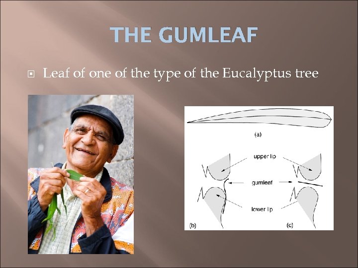 THE GUMLEAF Leaf of one of the type of the Eucalyptus tree 