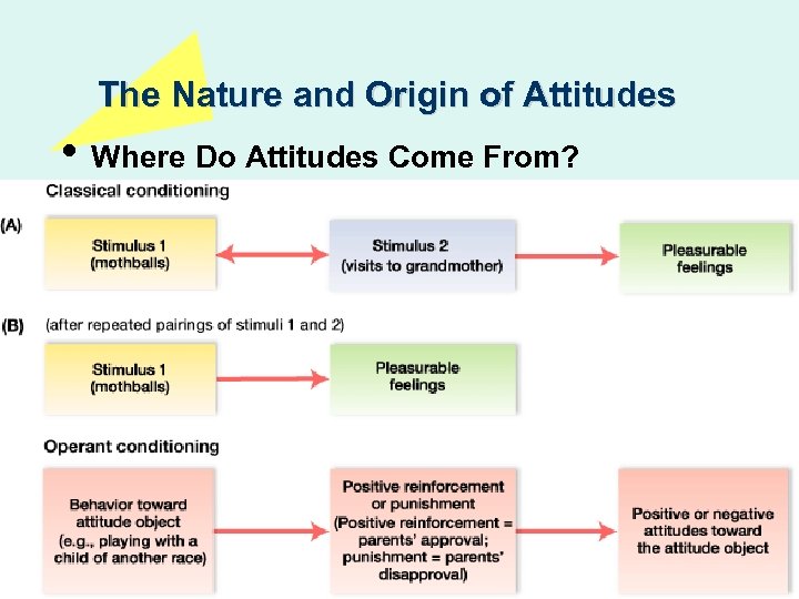 The Nature and Origin of Attitudes • Where Do Attitudes Come From? 