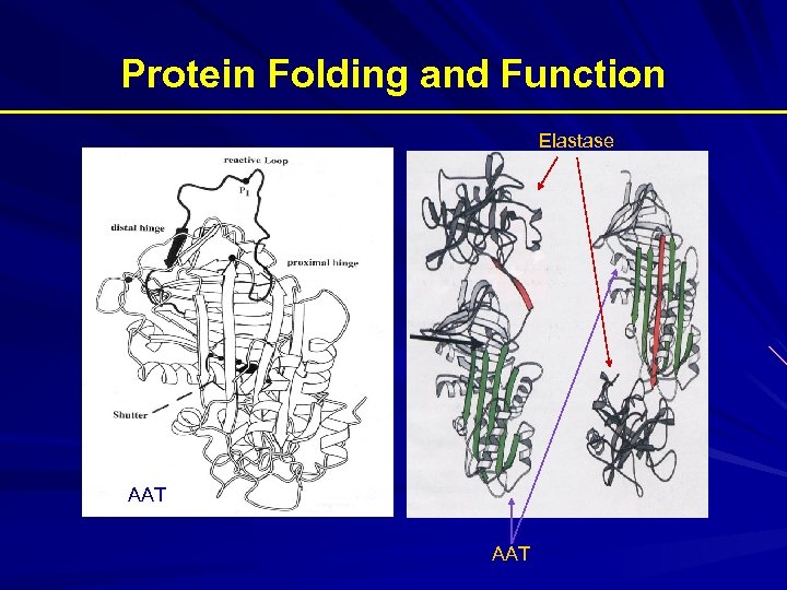 Protein Folding and Function Elastase AAT 
