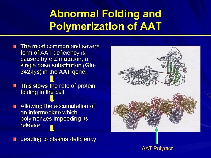 Abnormal Folding and Polymerization of AAT The most common and severe form of AAT