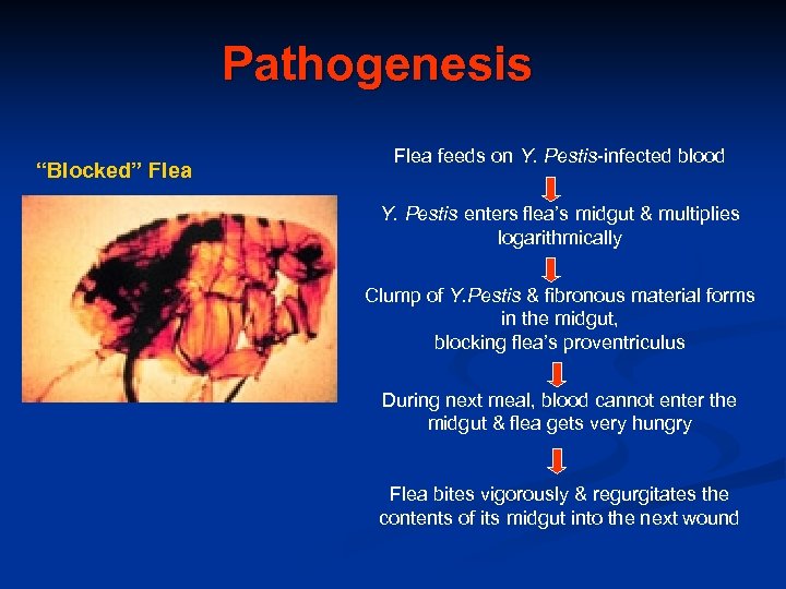 Pathogenesis “Blocked” Flea feeds on Y. Pestis-infected blood Y. Pestis enters flea’s midgut &