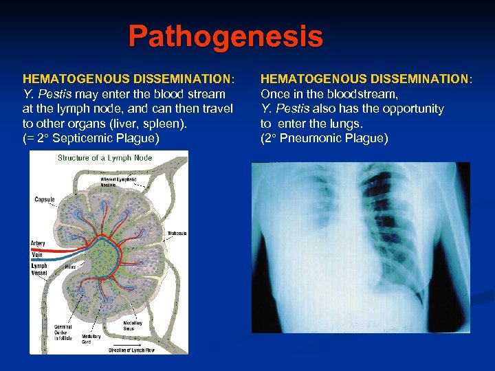 Pathogenesis HEMATOGENOUS DISSEMINATION: Y. Pestis may enter the blood stream at the lymph node,