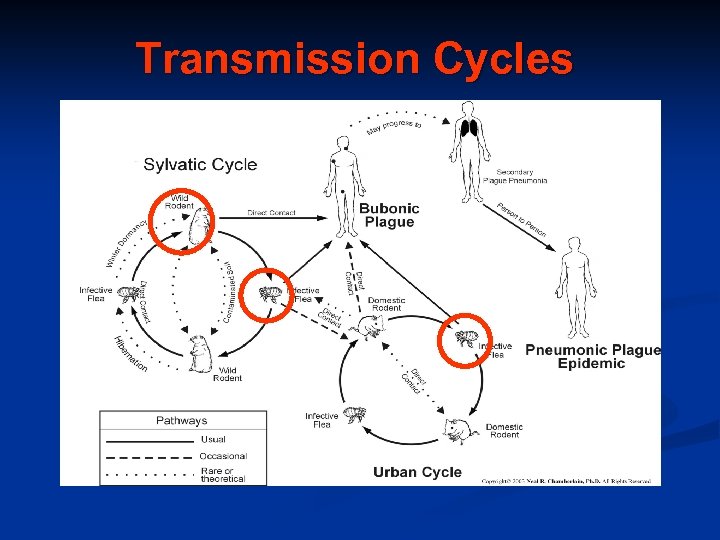 Transmission Cycles 