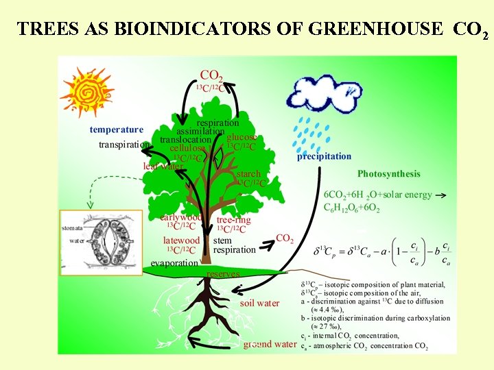 TREES AS BIOINDICATORS OF GREENHOUSE CO 2 