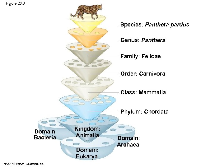 Figure 20. 3 Species: Panthera pardus Genus: Panthera Family: Felidae Order: Carnivora Class: Mammalia