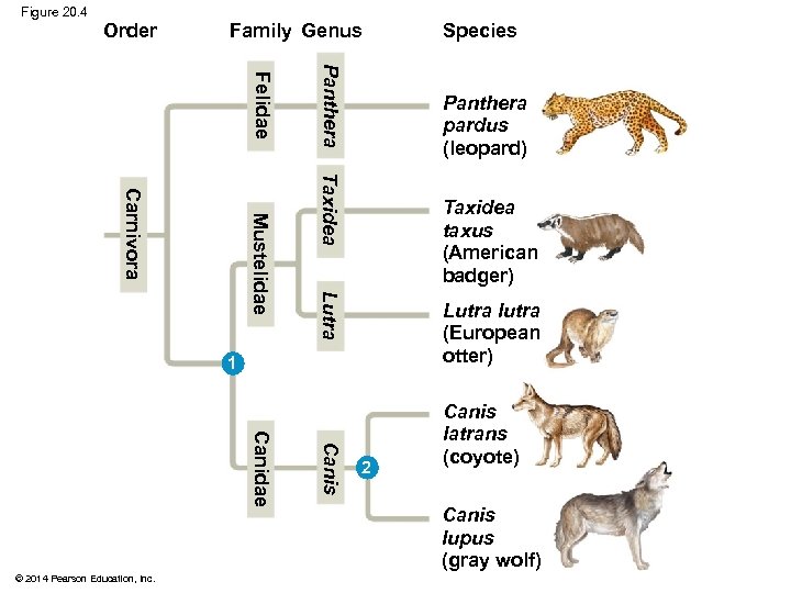 Figure 20. 4 Order Family Genus Panthera Felidae Panthera pardus (leopard) Taxidea Lutra Mustelidae