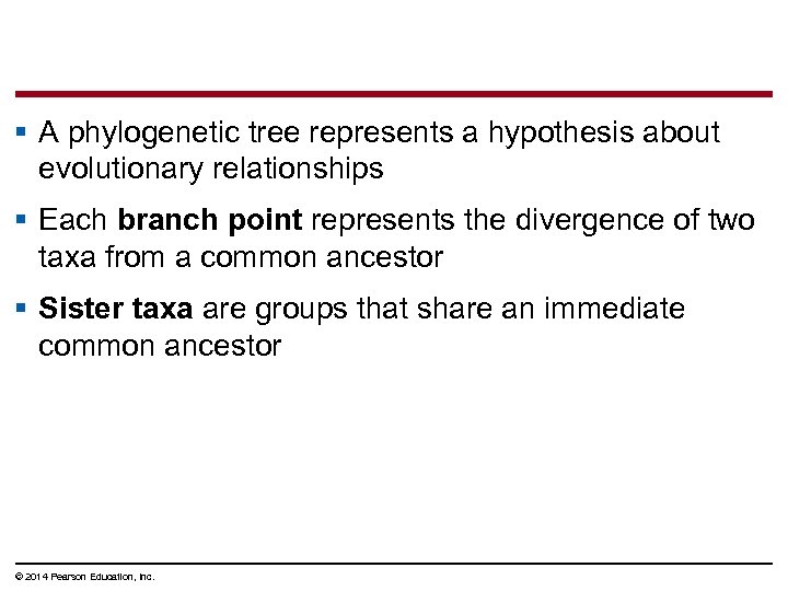 § A phylogenetic tree represents a hypothesis about evolutionary relationships § Each branch point