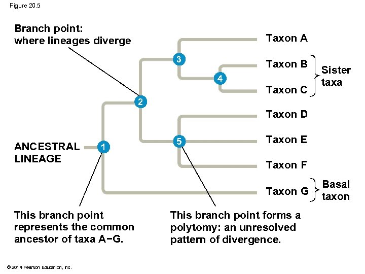 Figure 20. 5 Branch point: where lineages diverge Taxon A 3 Taxon B 4