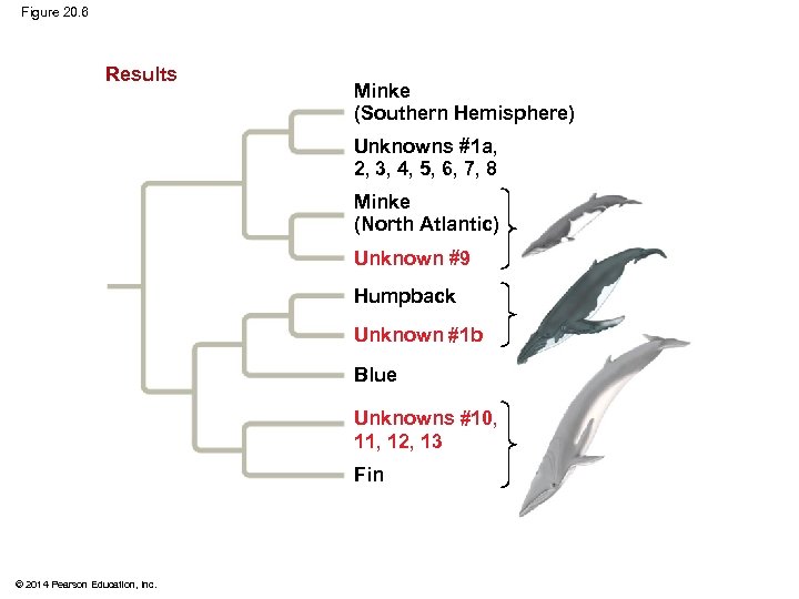 Figure 20. 6 Results Minke (Southern Hemisphere) Unknowns 1 a, 2, 3, 4, 5,