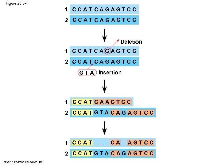 Figure 20. 8 -4 1 C C A T C A G AG T