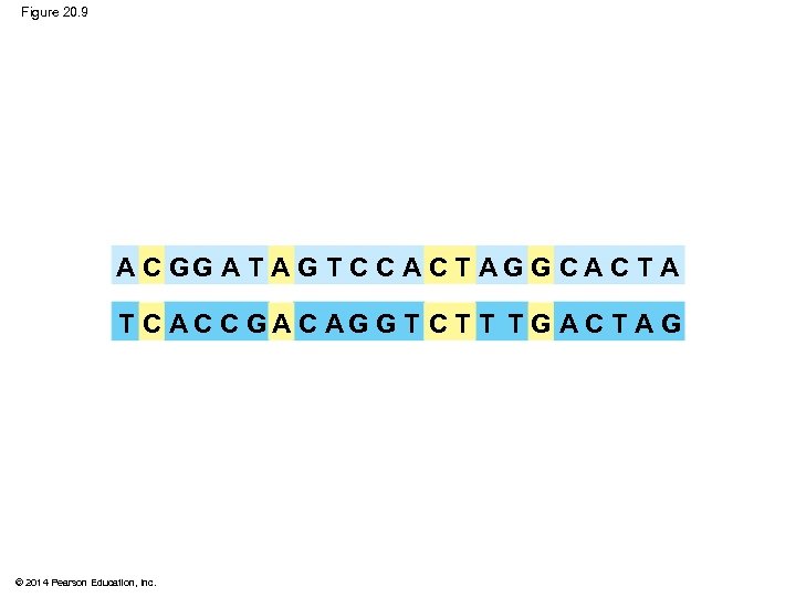 Figure 20. 9 A C GG A T A G T C C A