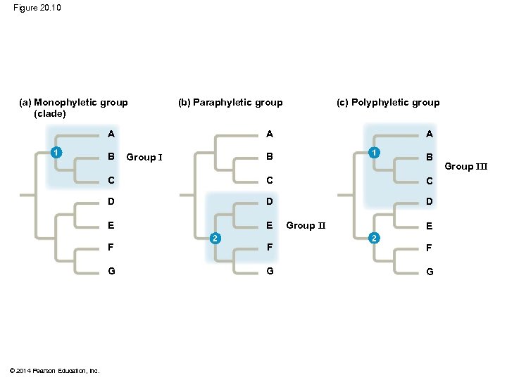 Figure 20. 10 (a) Monophyletic group (clade) A A 1 B (c) Polyphyletic group