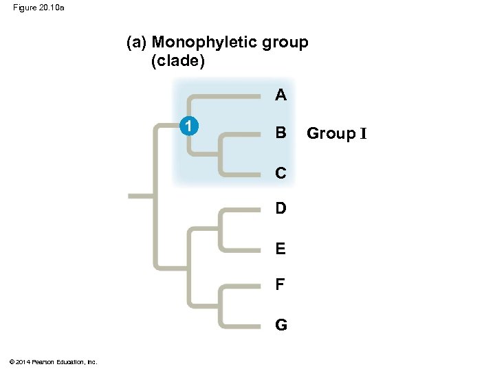 Figure 20. 10 a (a) Monophyletic group (clade) A 1 B C D E