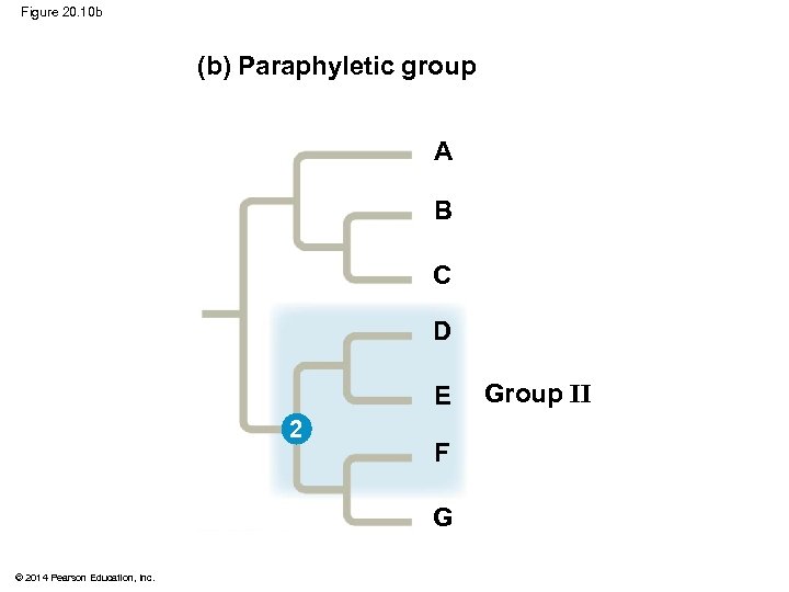 Figure 20. 10 b (b) Paraphyletic group A B C D E 2 F