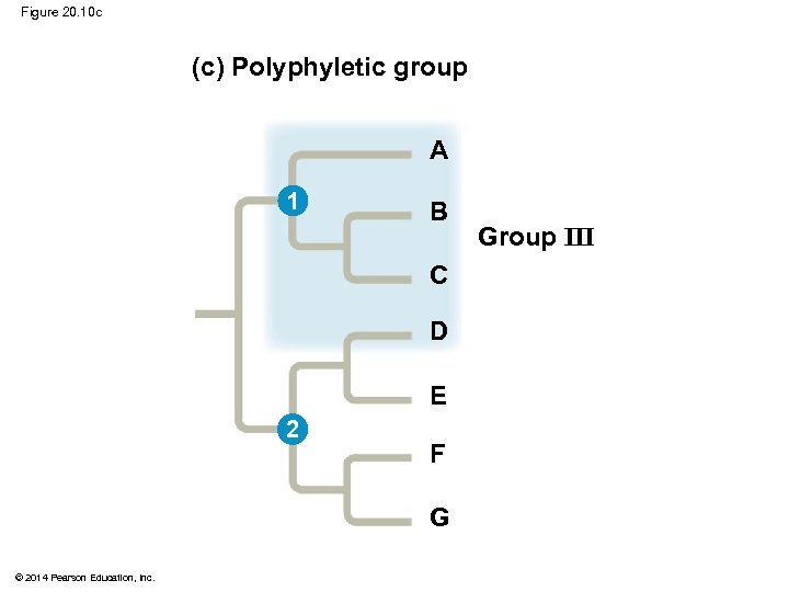 Figure 20. 10 c (c) Polyphyletic group A 1 B C D E 2