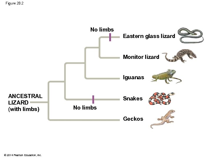 Figure 20. 2 No limbs Eastern glass lizard Monitor lizard Iguanas ANCESTRAL LIZARD (with